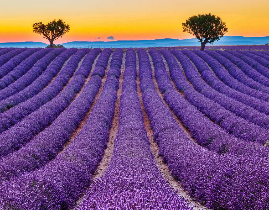 Vast lavender field in Provence, France, with vibrant purple flowers and a soothing aroma.