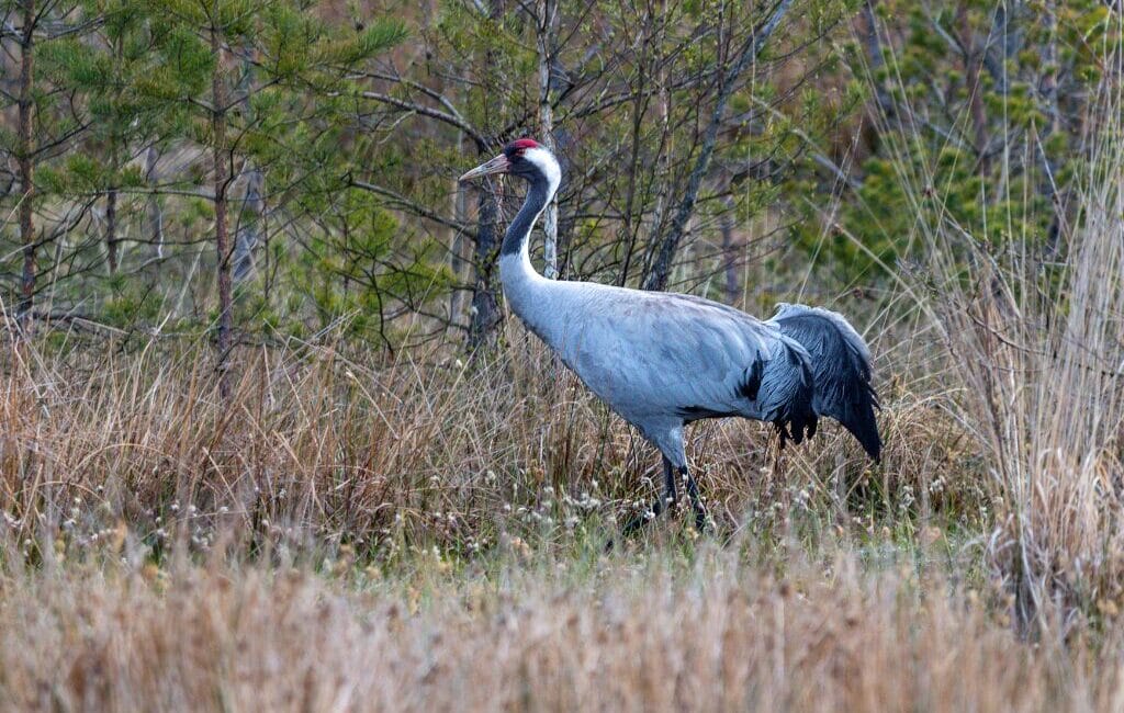 A crane in the scenic landscapes of Extremadura.