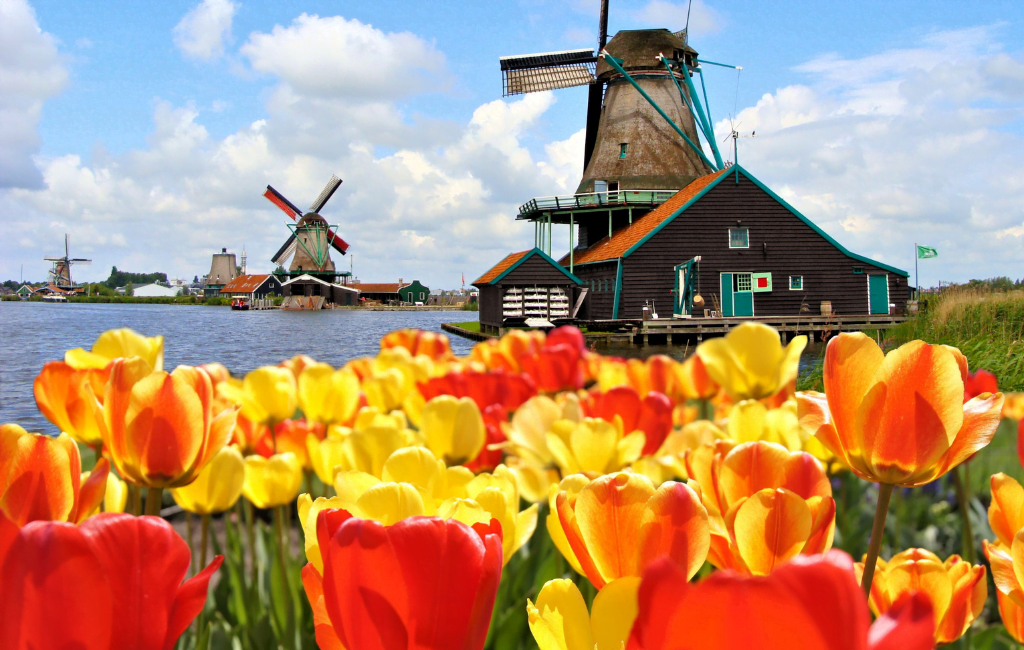 Vibrant tulip field with a traditional windmill in the background, representing the scenic beauty of a trip to the Netherlands