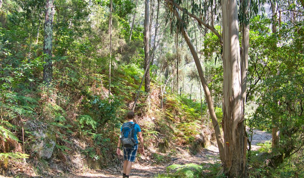 Hiker in a green forest in Parque Nacional da Peneda-Gerês