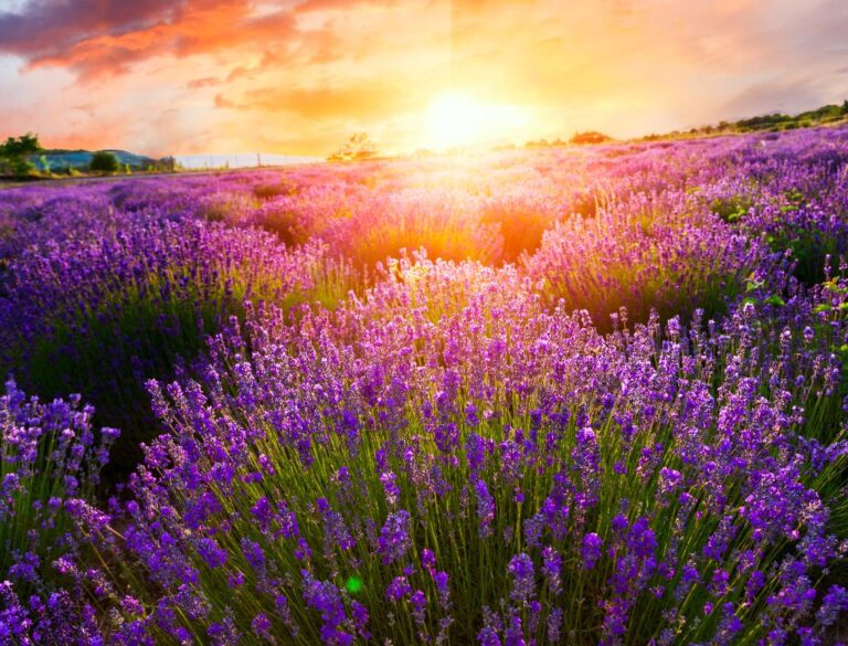 Lavender field bathed in evening sunlight, captured during a Rhone River cruise.