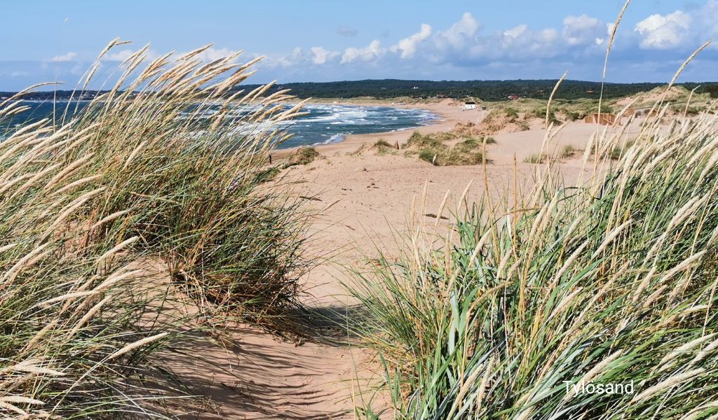 Dune landscape with the sea visible in the background at Tylösand Beach