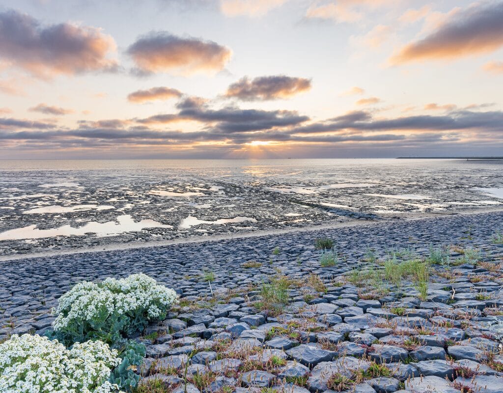 Wadden Sea at sunset with receded waters