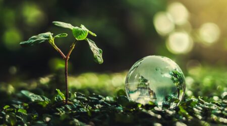 Small plant growing on forest ground next to a transparent globe