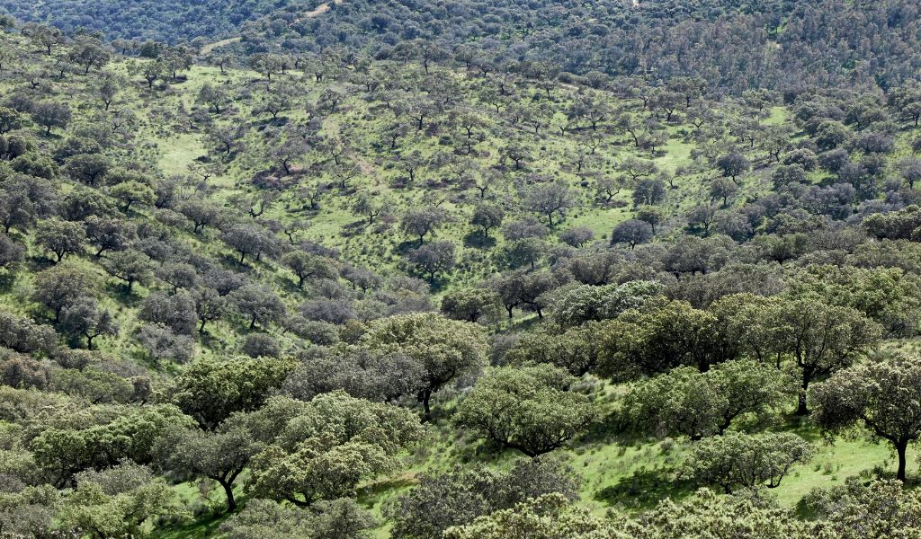 A vast green steppe in the Extremadura region of Spain, featuring rolling hills and sparse vegetation