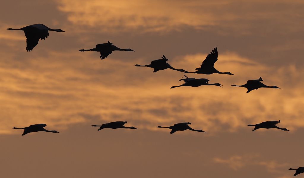 A flock of cranes flying over the green steppe in Extremadura, Spain.