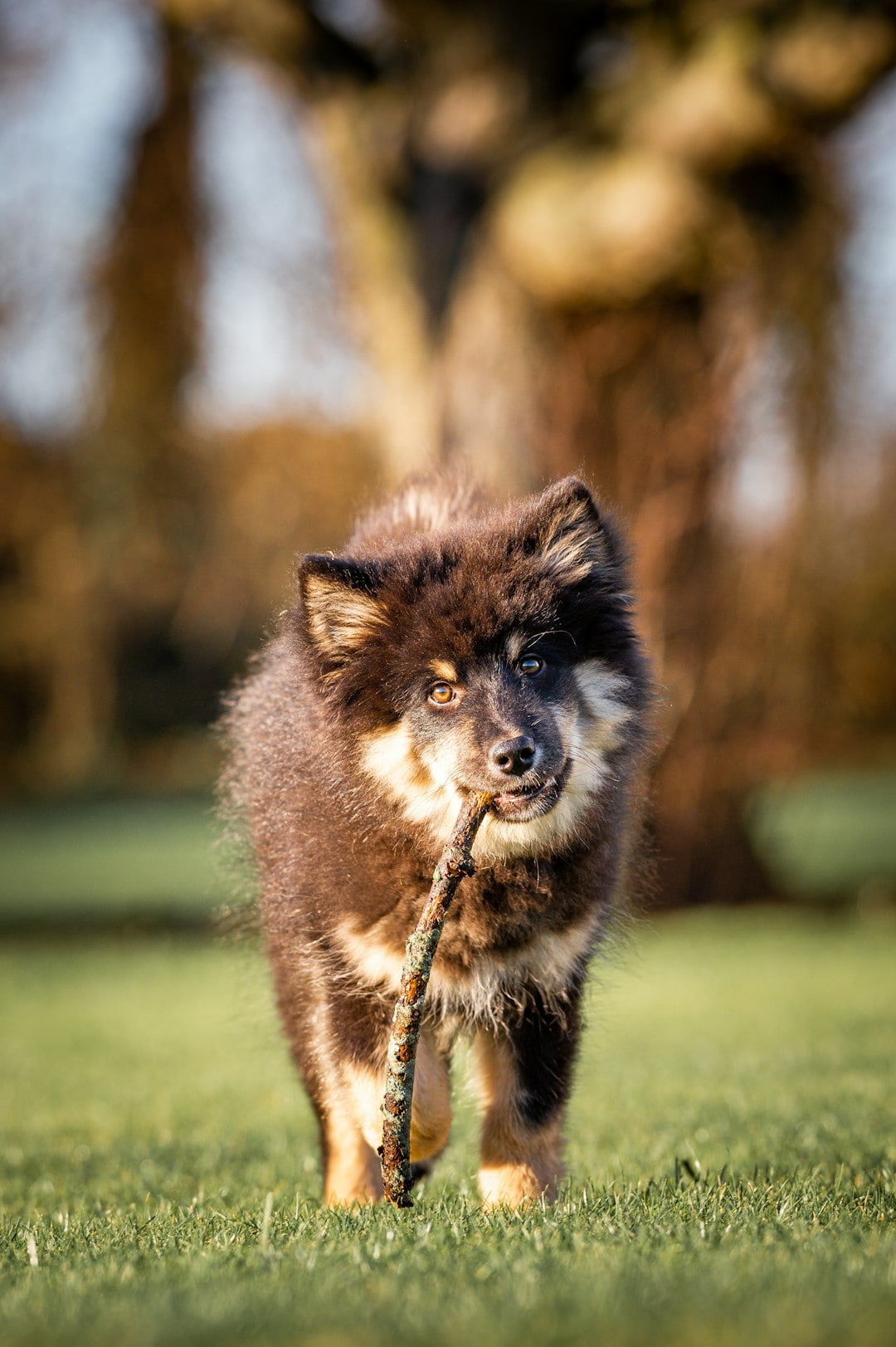 Dog holding a stick in its mouth, symbolizing embracing cultural differences